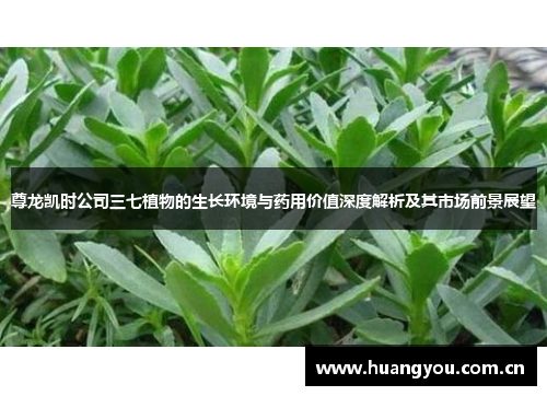 尊龙凯时公司三七植物的生长环境与药用价值深度解析及其市场前景展望