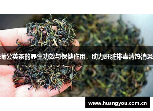 蒲公英茶的养生功效与保健作用，助力肝脏排毒清热消炎